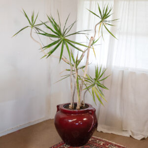 APR21_showroom-46