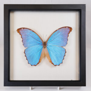 20250829_Showroom-130