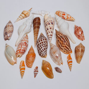 20250926_Showroom_web-57