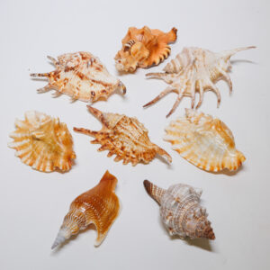 20250926_Showroom_web-61