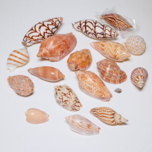 20250926_Showroom_web-62