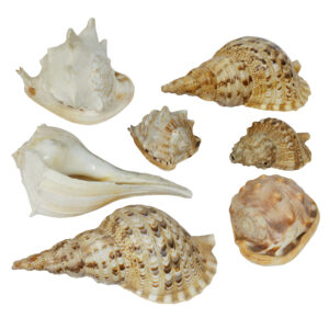 20260105_Showroom_web-42