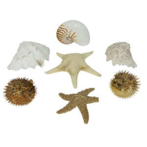 20260105_Showroom_web-43